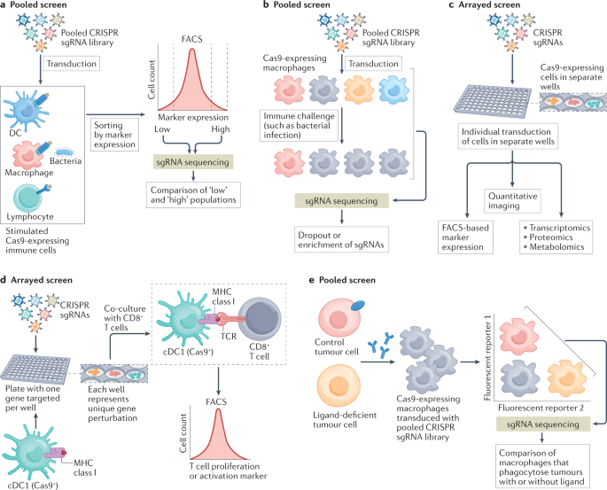 CRISPR screens for functional interrogation of immunity dlvr.it/Sf3vQs