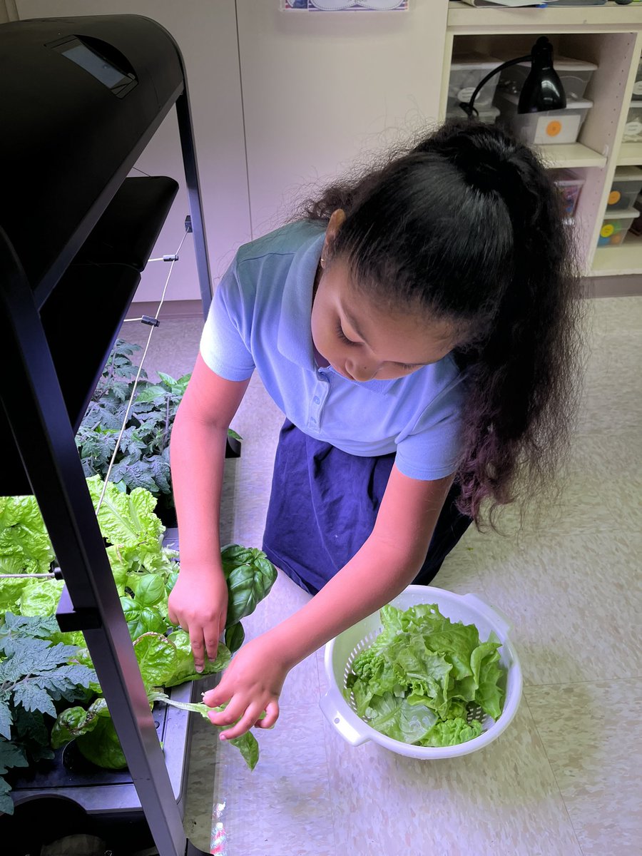 Ms Ashley (@msashleyscigr5) on Twitter photo We had so much fun Harvesting our first round of crops from our hydroponic garden as we got ready to create some salsa with lettuce chips. <a href="/PoincianaCCPS/">Poinciana Elementary</a> <a href="/CollierScience/">Collier Science Dept</a> We had so much fun Harvesting our first round of crops from our hydroponic garden as we got ready to create some salsa with lettuce chips. <a href="/PoincianaCCPS/">Poinciana Elementary</a> <a href="/CollierScience/">Collier Science Dept</a>