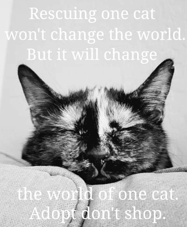 #catsprotection #AdoptDontShop