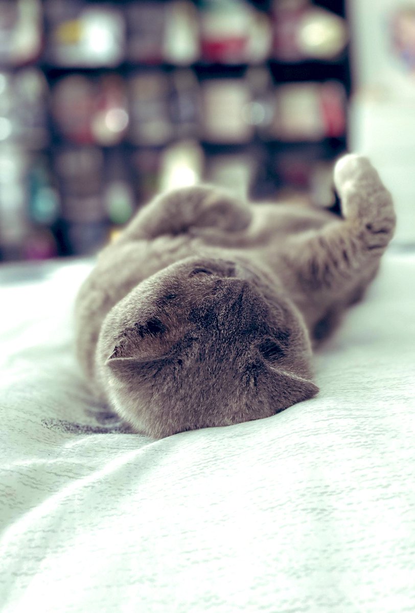 RealLuciCat's tweet photo. @rickygervais I could be watching #HarryandMeghanNetflix but I’d rather… https://t.co/GeGhHxXKwo