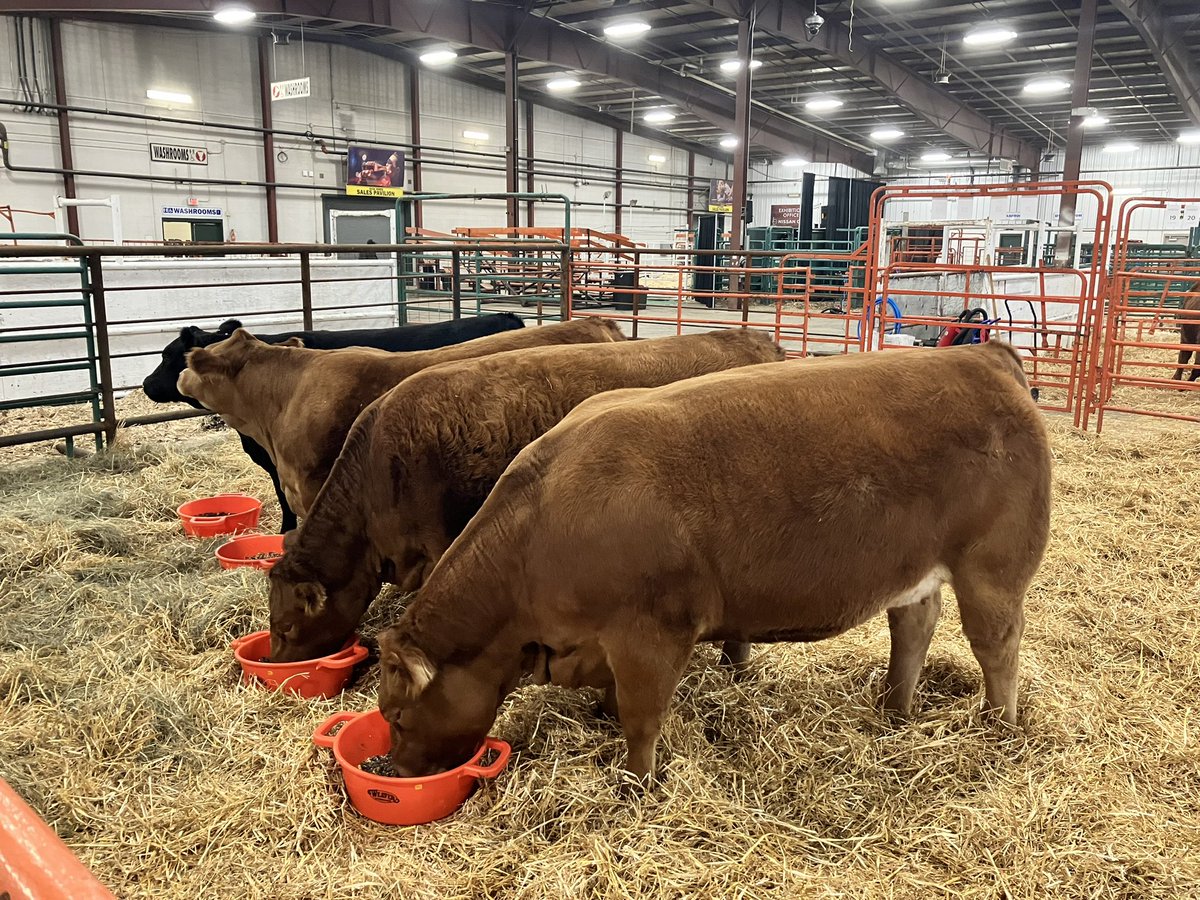 Sale day for Western Select Limousin at Lloydminster. Happy to be presenting 4 bred heifers today. <a href="/Bohrson/">Bohrson Marketing</a> <a href="/CDNLimousin/">Canadian Limousin</a>