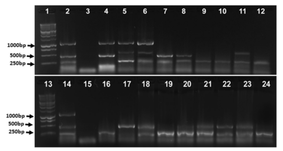 It is nice to announce that we published a PCR multiplex methodology to detect the three corn stunt pathogens in maize or corn leafhopper samples. Please, view at link.springer.com/article/10.100…
<a href="/TropPlantPathol/">Tropical Plant Pathology</a> <a href="/SBFitopatologia/">Soc. Bras. Fitopatol</a>