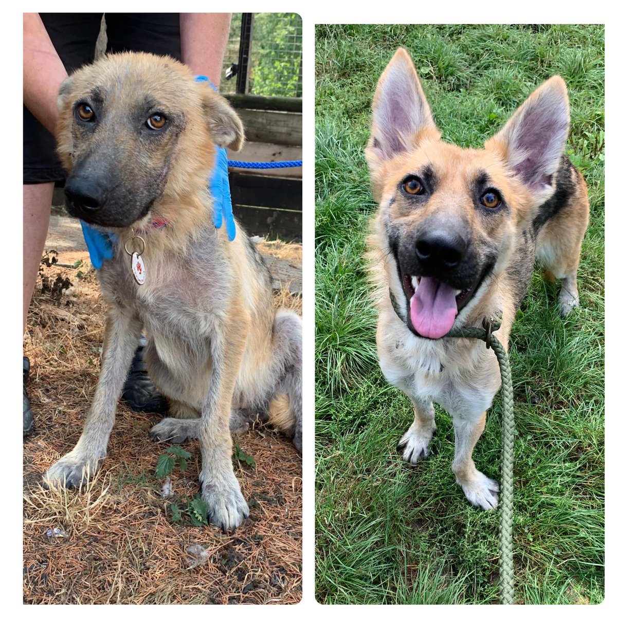 gsrescueelite's tweet photo. 🦴Buy a Dog a Bone🦴
Day 9 of the GSRE #Christmas Fundraiser and we have Marvellous Maggie, Your donations help us help more #dogs like Maggie and remember a RT is always Free.
#GermanShepherd #FridayFeeling #fridaymorning 
https://t.co/CrejB5mm1h https://t.co/nCXUMHTE0u