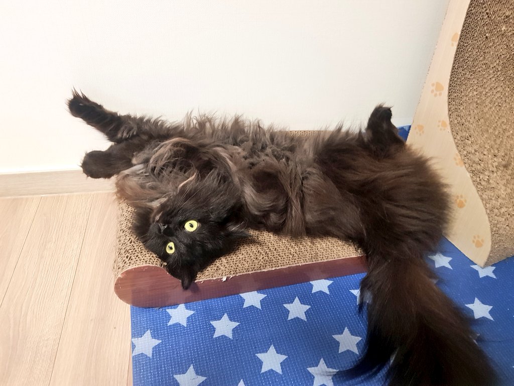 📺루카🐍 tweet media