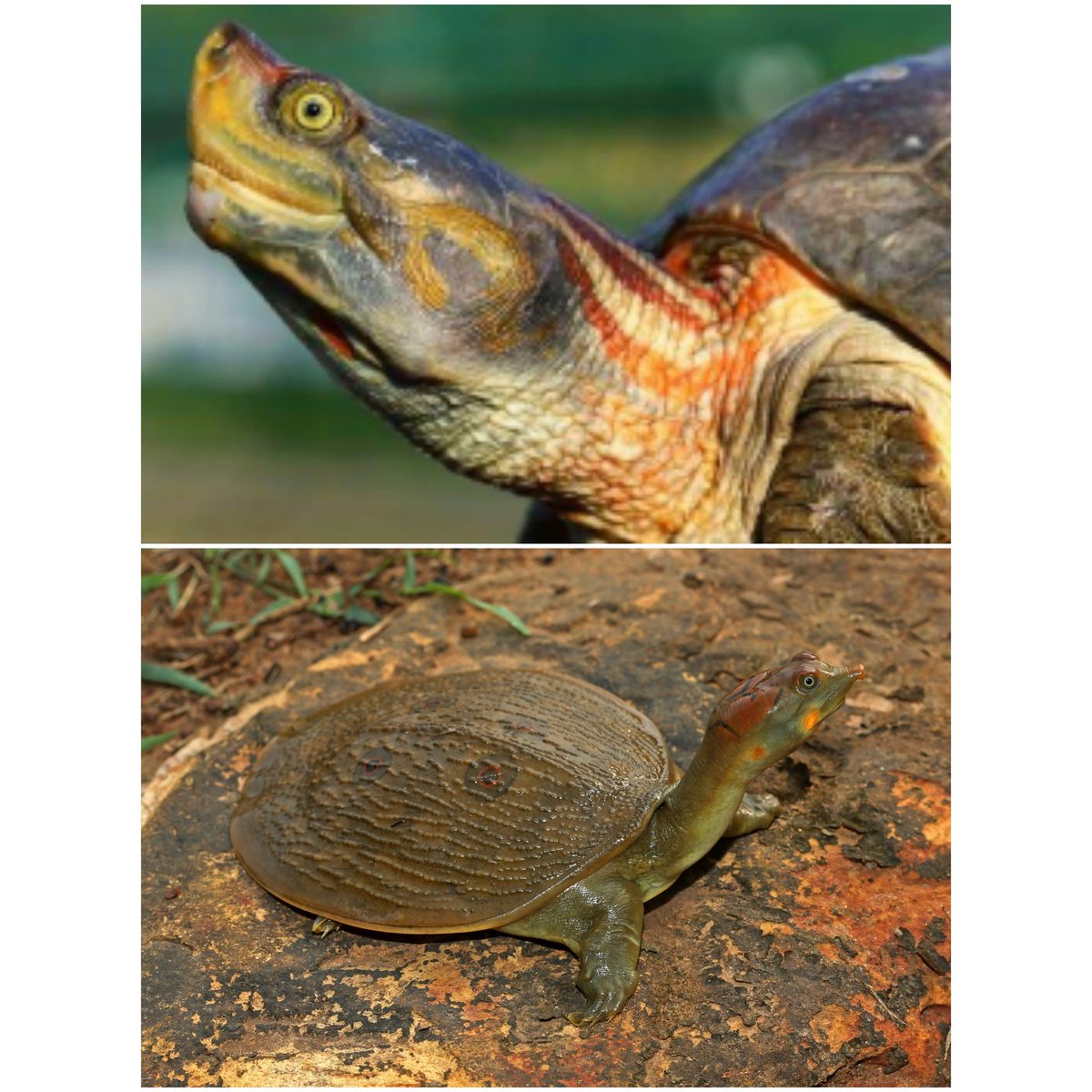#Indian diplomacy wins the day as Red-Crowned Roofed #Turtle & Leith’s soft-shell turtle moved to CITES Appendix I. Their population was decreasing as a result of habitat loss (sand mining, agricultural activities on sandbars). Cheers to India leading the path to #conservation!