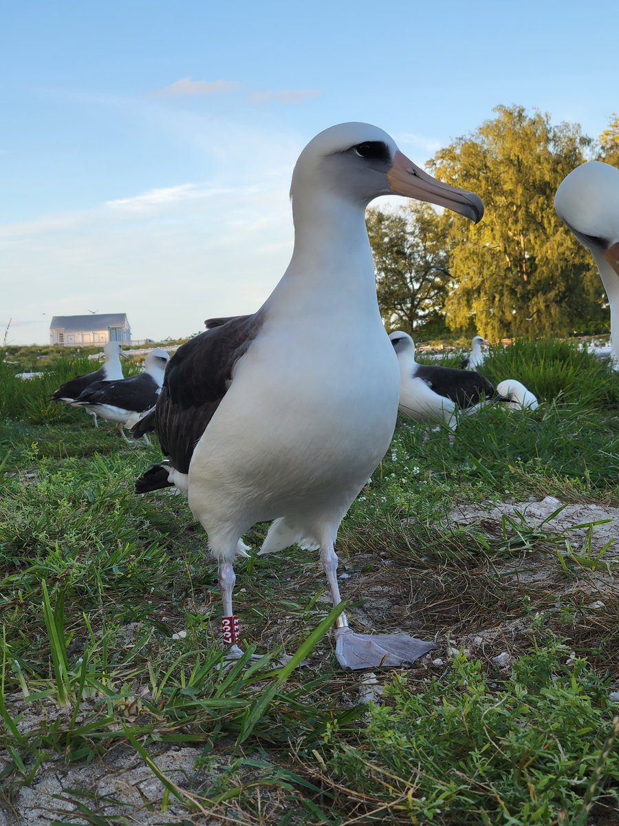 Wisdom, the world’s oldest known wild bird, recently returned to Midway Atoll!

The beloved Laysan albatross, or mōlī, is at least 71 years old. Biologists first identified and banded Wisdom in 1956 after she laid an egg, and the large seabirds aren’t known to breed before age 5.