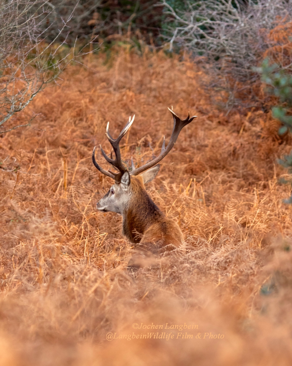 Blending In ! 
Stag on #Exmoor , early #winter. 
#thursdayvibes #deer #deerphotography