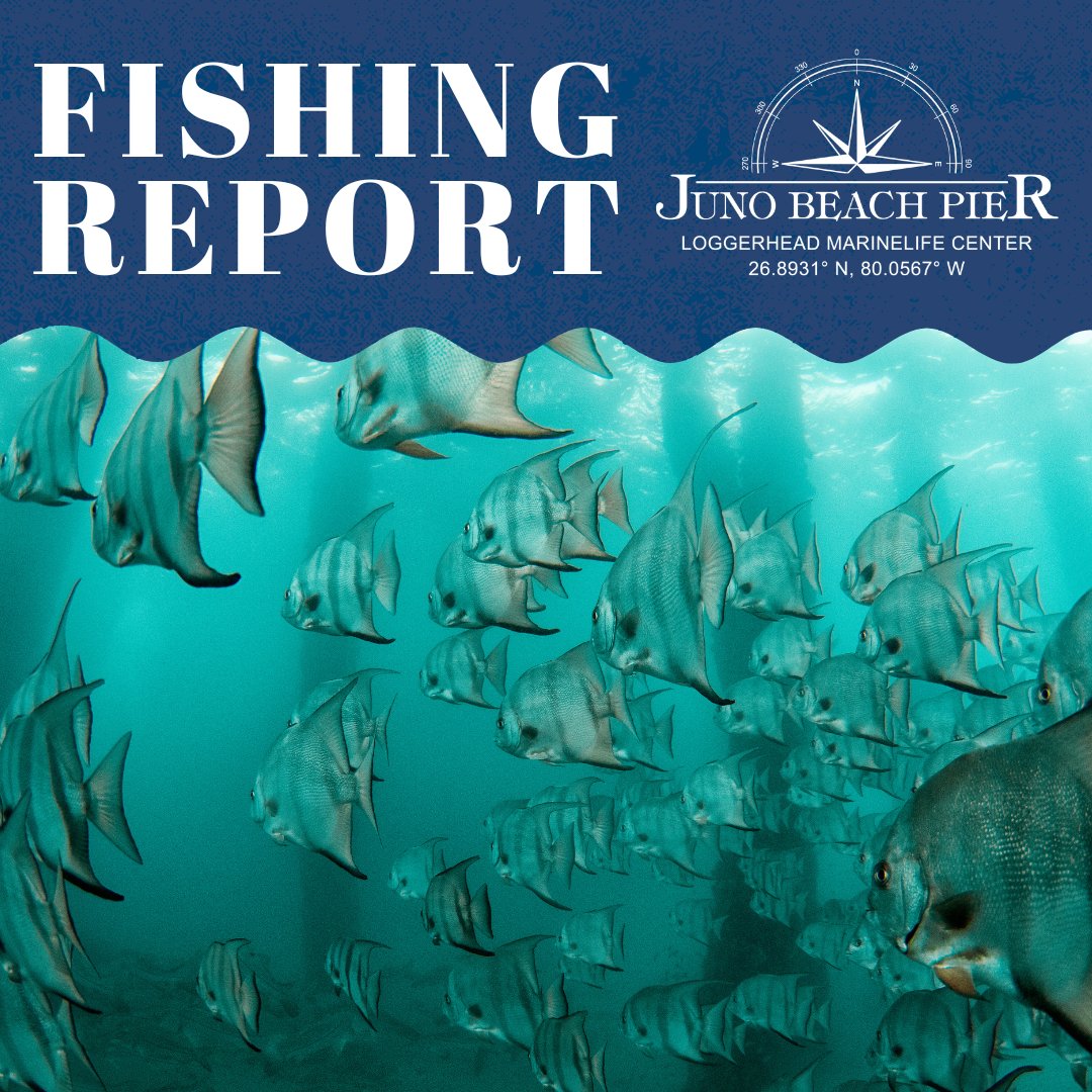 17+ Fishing Report Juno Beach