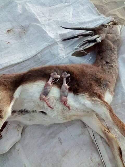 Kimse gelip bana bunun spor olduğunu anlatmasın. Bu sadece vahşettir.