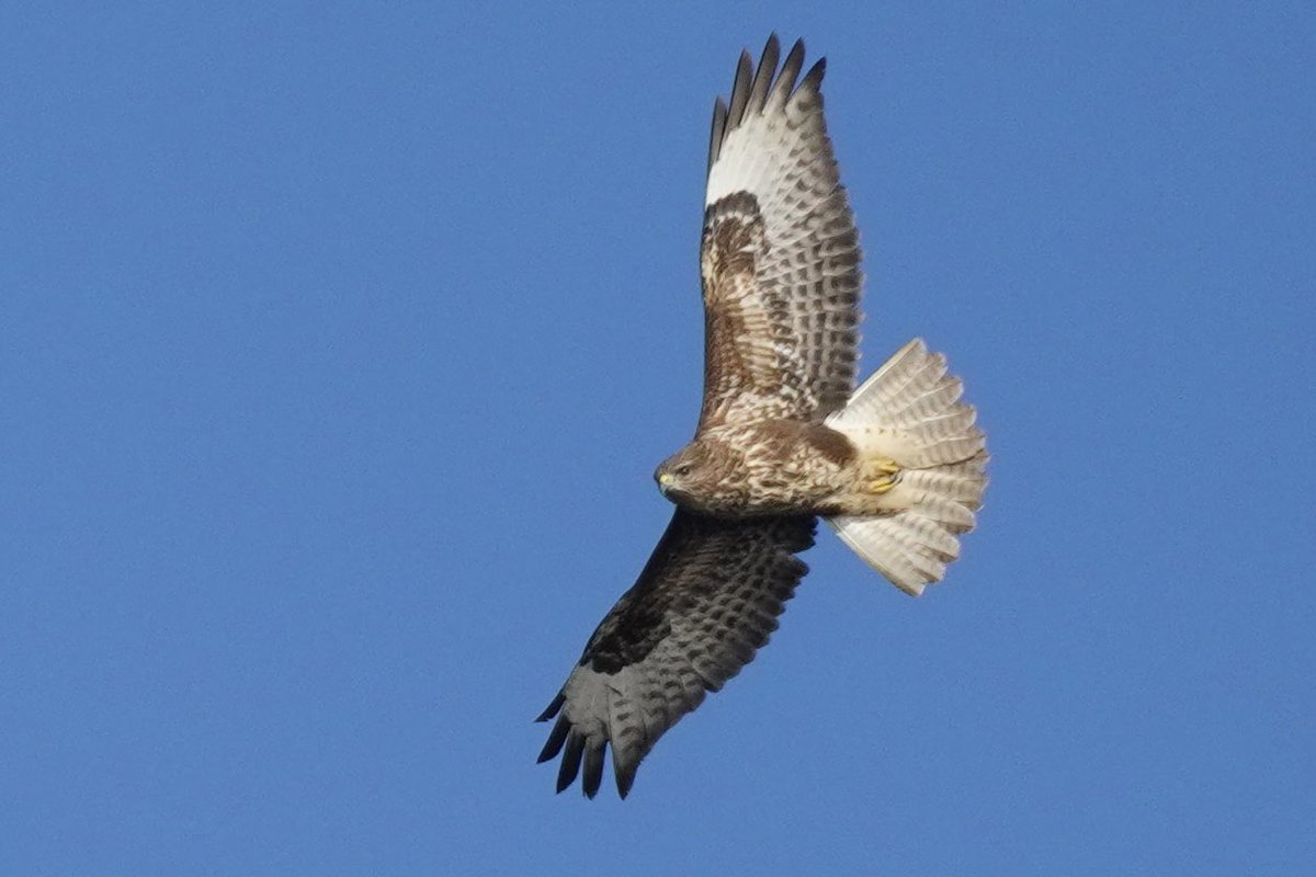 A rapturous day today on ‘A Raptor Special’ with the formidable duo @BirderGranty and @StevePiotrowski - thank you! A great variety of birds followed by the most delicious lunch @Froizesuffolk 
These @FroizeUncovered days are not to be missed!
