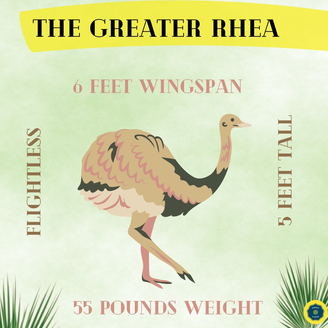 ScienceAPlus's tweet photo. The greater rhea 🐦 is one of the biggest birds we can observe 

#science #ScienceTwitter #NatureBeauty #nature #naturelovers #Biology #biodiversity #SciencePerspective #scienceblogger #Biology #SaveNature #saveanimals 

✅read now https://t.co/lGCF7COF95 https://t.co/T8aCAIzoMT