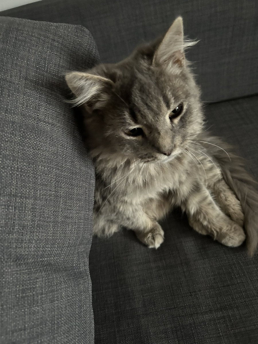Tortasdeoro's tweet photo. My cat finna drop a mixtape, this is da cover of said mixtape https://t.co/Y3u5WQBMbO