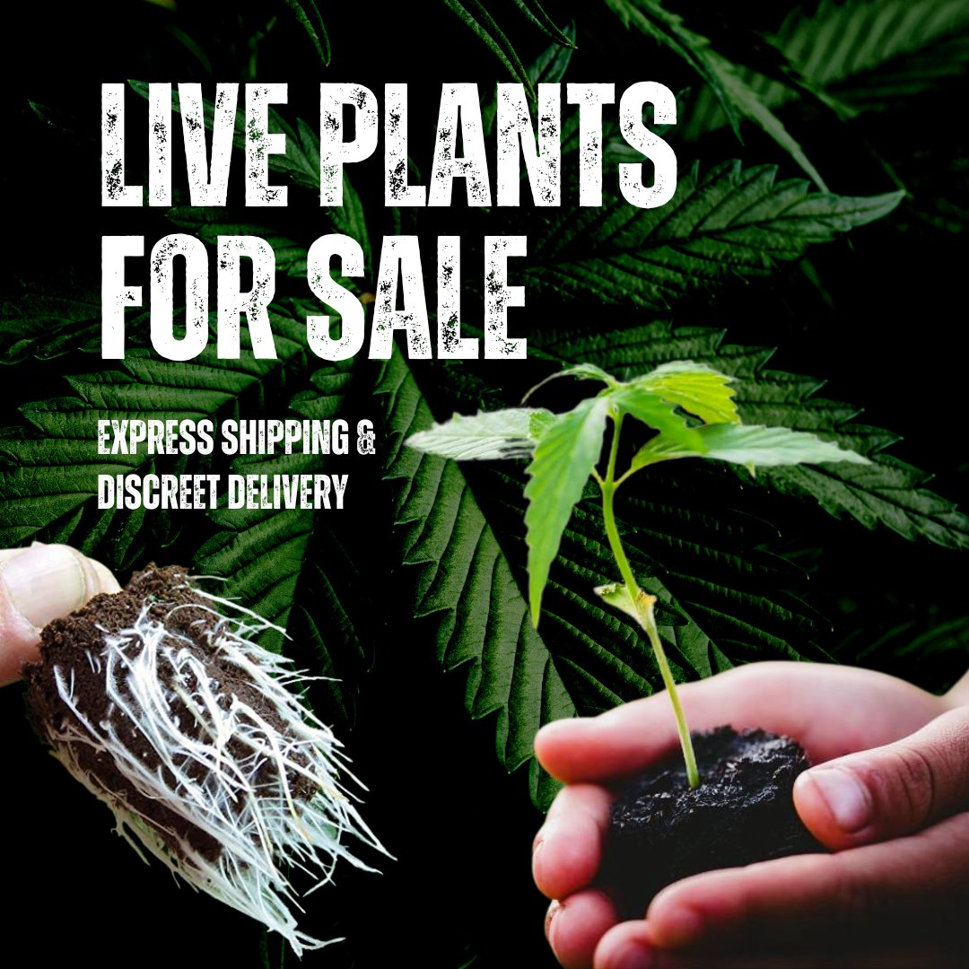 Burning Bush Nurseries - Marijuana Clones & Seeds tweet media