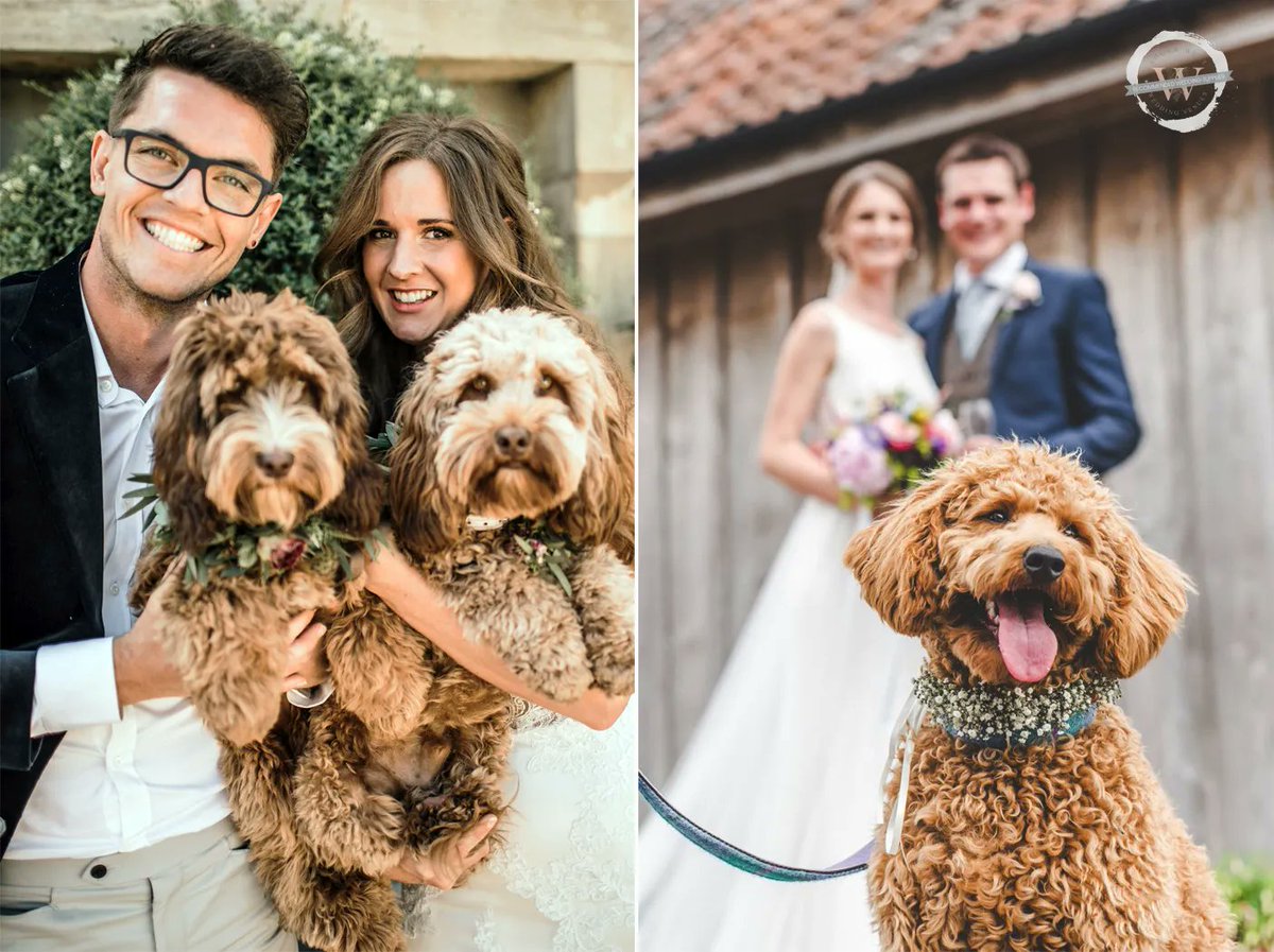 .<a href="/shortlegsdog/">Short Legs</a> - Short Legs works with you and your venue, helping take your four-legged friends along to your big day. "We offer day care services, collection, attendance at your wedding, help with photos and return your dog at the end of your day." southwestweddingvenues.co.uk/hire-and-servi…