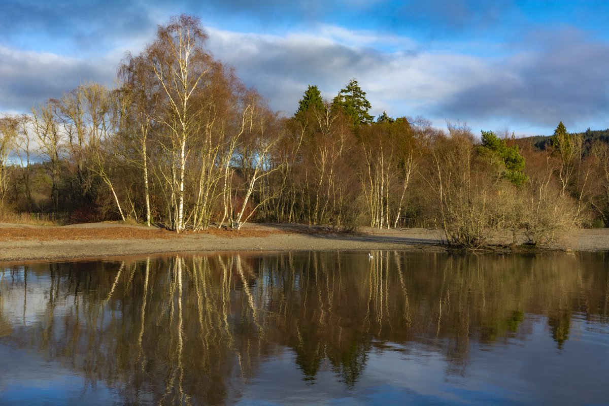 Silver birch in the late afternoon sun and reflecting in Coniston Water. <a href="/ShowcaseCumbria/">Showcase Cumbria</a> <a href="/LakesTrees/">LakesTrees</a> <a href="/Lakes_Views/">Lake District Views</a> <a href="/conistonloo/">Loo with a View</a>
