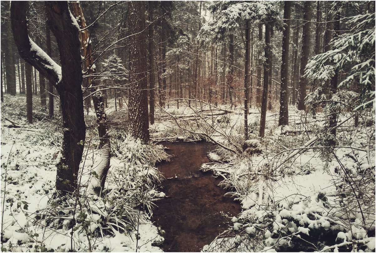 Wilfried_Peters's tweet photo. © | Urheber Wilfried Peters
#Fotografie #Photography #Photographie
#farbe #color #couleur 
#format9x6
#deutschland #germany #allemagne
#outdoor #outdoorphotography
#nature
#naturephotography
10.12.2017 - Rückblick https://t.co/tCFYWaxw18
