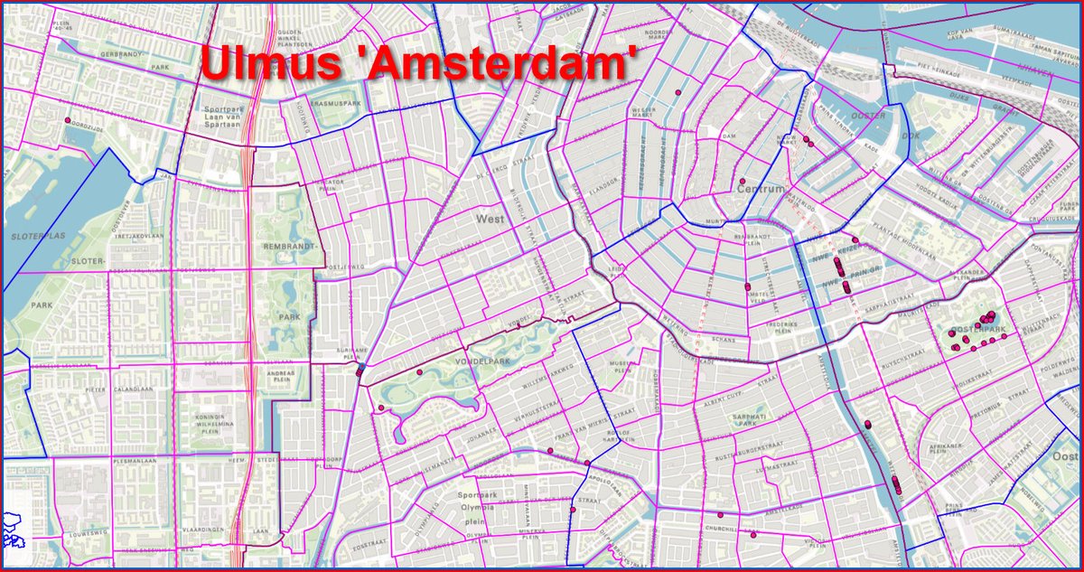 De Ulmus 'Amsterdam' staat er om bekend lang zijn bladeren te houden, dit jaar doen de treurwilgen mee. In de iepenhoofdstad Amsterdam staan 86 echte Amsterdam-iepen geregistreerd. Vooral in het Oosterpark, maar deze staat aan de Noordzijde bij de Sloterplas.