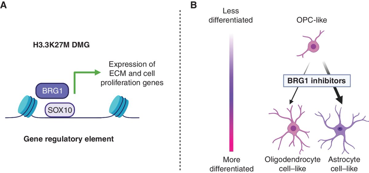 Cancer Discovery (@cd_aacr) on Twitter photo In the Spotlight: Epigenetic rewiring underlies #SMARCA4-dependent maintenance of progenitor state in pediatric H3K27M diffuse midline #glioma, by Mary Clare Beytagh and William Weiss.
bit.ly/3PdobZT
<a href="/UCSF/">UC San Francisco</a> In the Spotlight: Epigenetic rewiring underlies #SMARCA4-dependent maintenance of progenitor state in pediatric H3K27M diffuse midline #glioma, by Mary Clare Beytagh and William Weiss.
bit.ly/3PdobZT
<a href="/UCSF/">UC San Francisco</a>