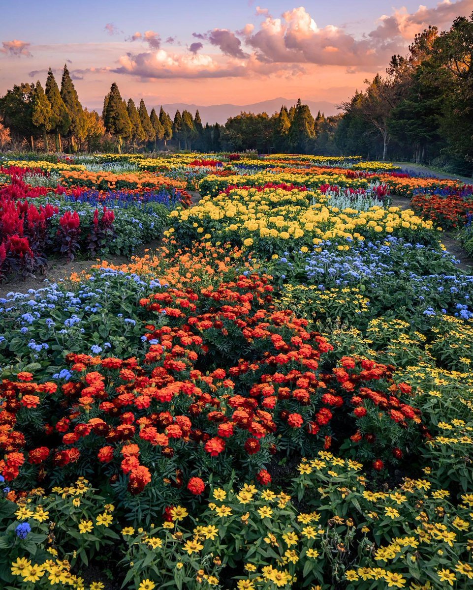 flower field.