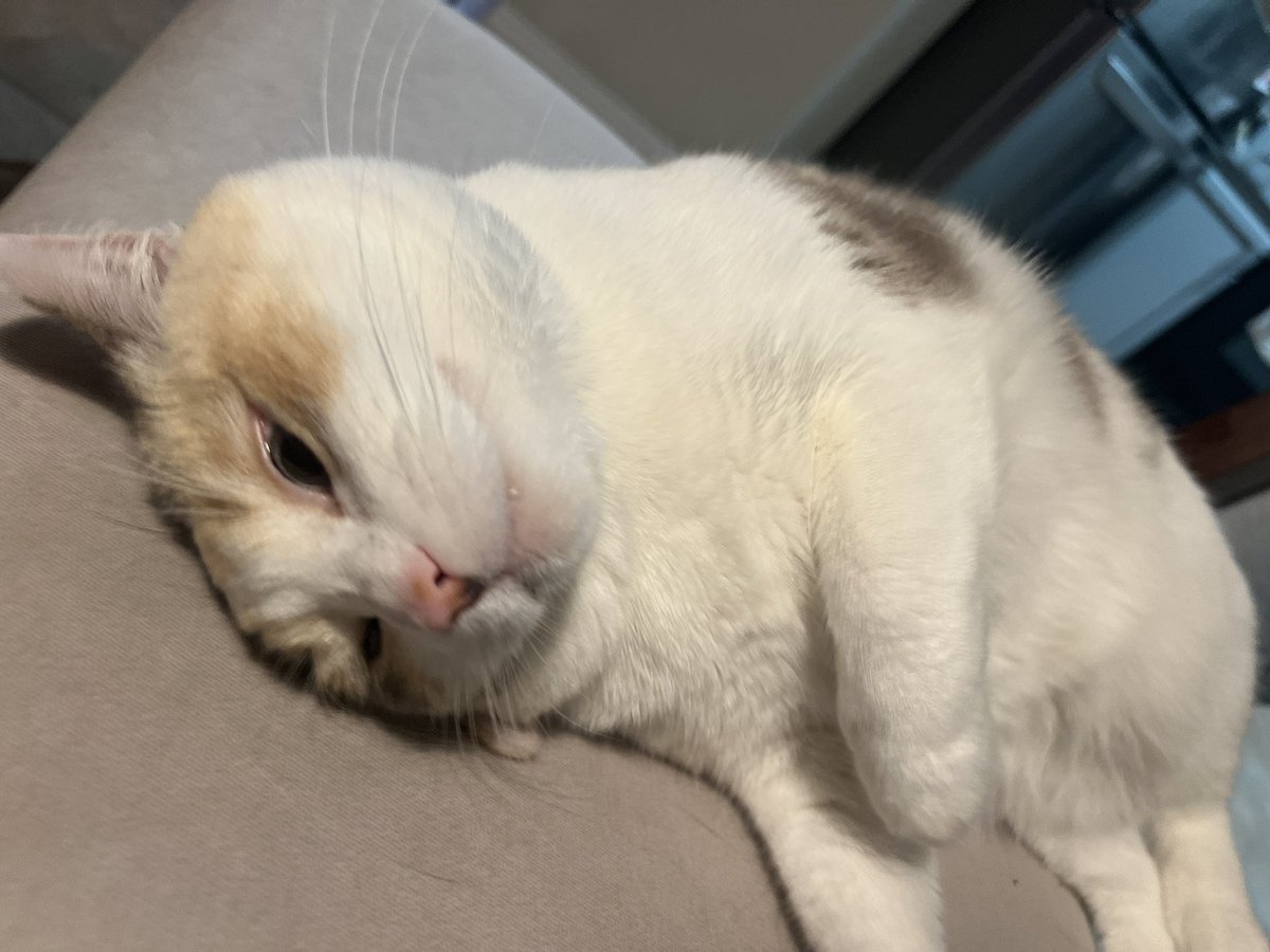 fatfatpankocat's tweet photo. https://t.co/e0TmOlnSIE