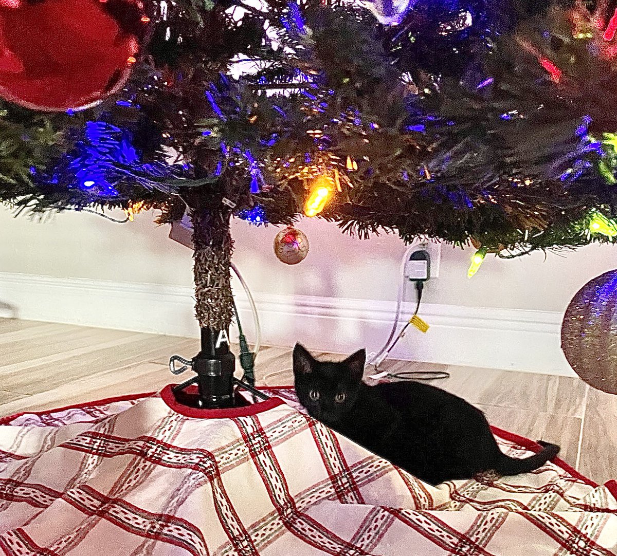 KFFCats's tweet photo. So technically the youngest member of the @kffdogs new Miami bureau is a 3- to 4-month-old female kitten, Bob, aka Roberta. The office manager had to remove all breakable ornaments from the office tree’s lower branches to prevent Bob from breaking them. #BestInternEver https://t.co/9FwIAjuXLC