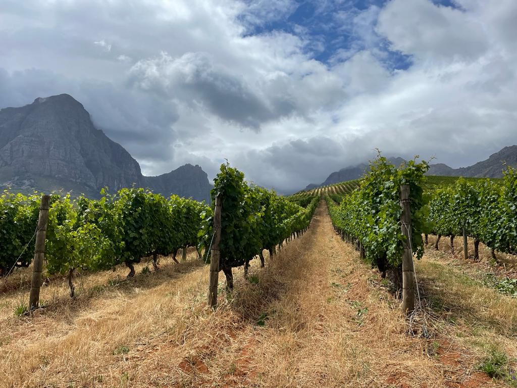 Today, we were delighted to release the first wines from our new direct partnership with @Oldenburgwines. Our buyers have just spent an intensive week on the farm, understanding first-hand what makes this estate so special. Click here to discover more: goedhuis.com/collections/ol…