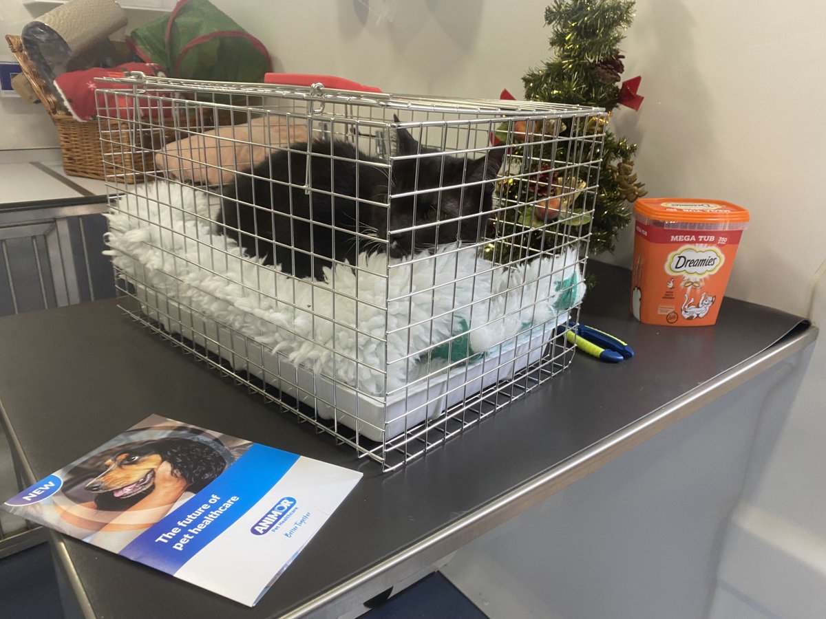 AnimorVets's tweet photo. 📢Today was a day of firsts! 
✅Animor's first-ever veterinary mobile van appointment in Sway 
✅Alfie (pictured) and Tuna's first-ever manicure and pedicure in a mobile van 
✅And Bertie's first Animor selfie 
The Animor team are looking forward to the next one! Book today! https://t.co/Ap1CsX4ZJ2