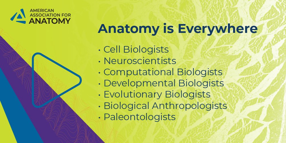 American Association for Anatomy on Twitter "Anatomy is everywhere