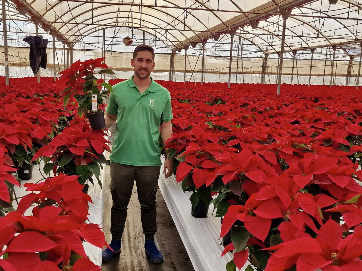 KOPPERT_ES's tweet photo. ¿Tienes tu #poinsettia ya en casa?🌺
Nuestros técnicos nos comparten algunas de los viveros dónde han realizado #ControlBiológico 🐞💚
1️⃣ Semillero Laimund, El 21, Níjar
2️⃣,3️⃣ Joepa Sur, El Ejido
4️⃣ Viveros Jiménez, El Ejido
#Koppert #Pascuero #BioControl #AgriculturaSostenible https://t.co/v7O7IYUkcE