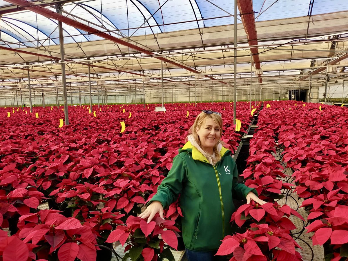 KOPPERT_ES's tweet photo. ¿Tienes tu #poinsettia ya en casa?🌺
Nuestros técnicos nos comparten algunas de los viveros dónde han realizado #ControlBiológico 🐞💚
1️⃣ Semillero Laimund, El 21, Níjar
2️⃣,3️⃣ Joepa Sur, El Ejido
4️⃣ Viveros Jiménez, El Ejido
#Koppert #Pascuero #BioControl #AgriculturaSostenible https://t.co/v7O7IYUkcE