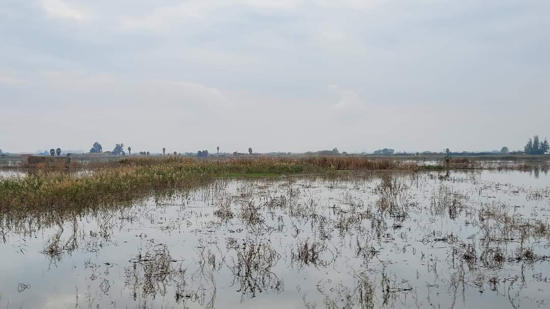 ConnieHarkema's tweet photo. We daalden vandaag van 1200 meter hoogte naar zeeniveau, van 6 naar 15 graden. Daarbij passeerden we Jesica en Sot de Ferrer en kwamen uit in Almenara, met een overvloed aan sinaasappelbomen, palmbomen en rijstvelden. https://t.co/H8AVOsSE5p