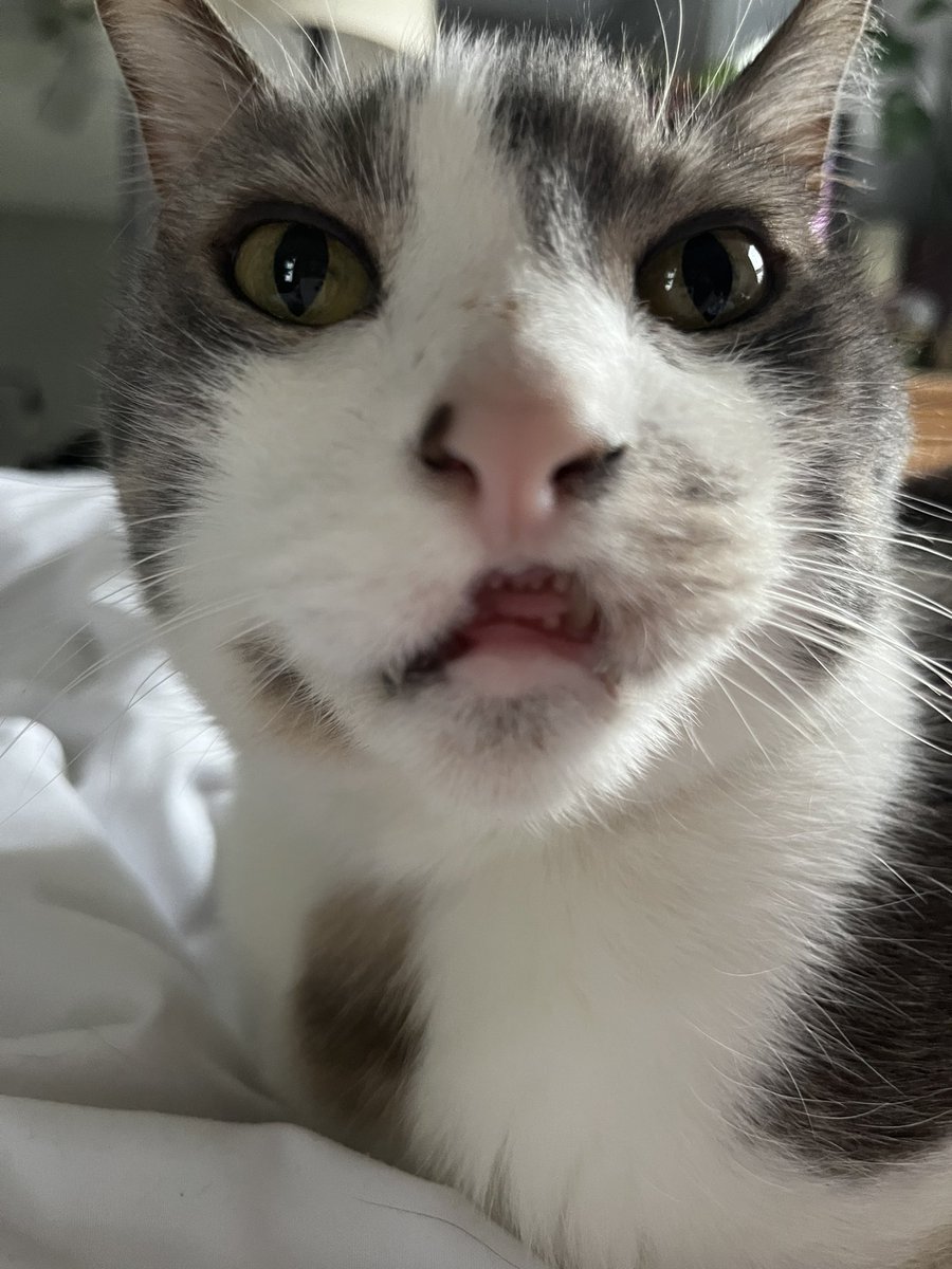 Wut? #PatchieCat #CatsOfTwitter