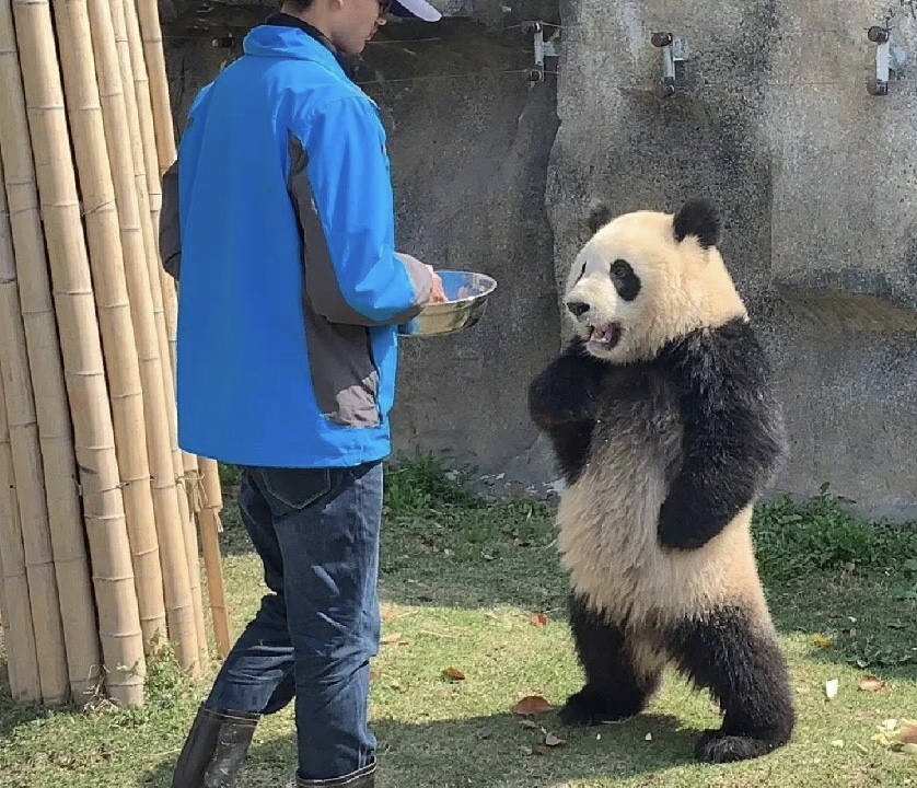 My Panda Tours On Twitter You Probably Have Seen The Picture Of Xue my-panda-tours-on-twitter-you-probably-have-seen-the-picture-of-xue