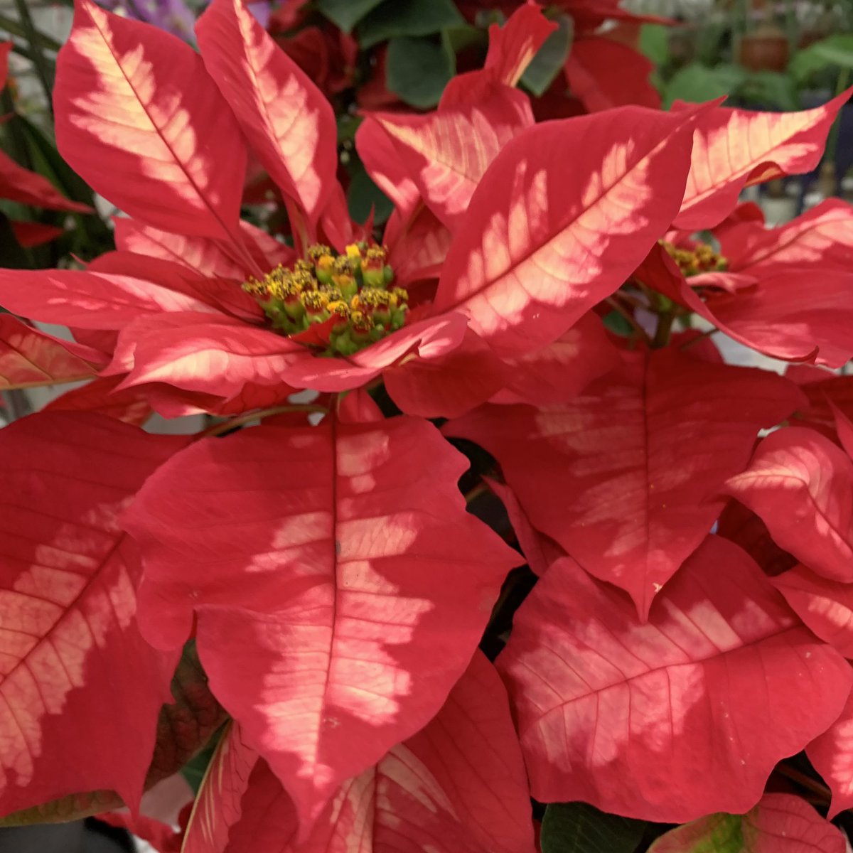 おはよう御座います(*´▽｀)ﾉﾉ 🌸🌸🌸花の便り🌸🌸🌸 クリスマスが近づくに連れ、園芸店で見かけるポインセチアは、多くの方がクリスマスを連想する植物です