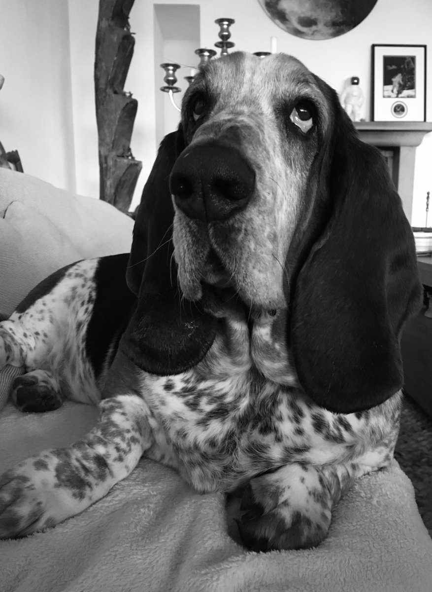 Er hat so viele Menschen glücklich gemacht und zum Lachen gebracht. 12 wundervolle Jahre lang. 
Run free, kleiner Freund 🌈 
Mortimer ❤️
12.12.2010 - 08.12.2022