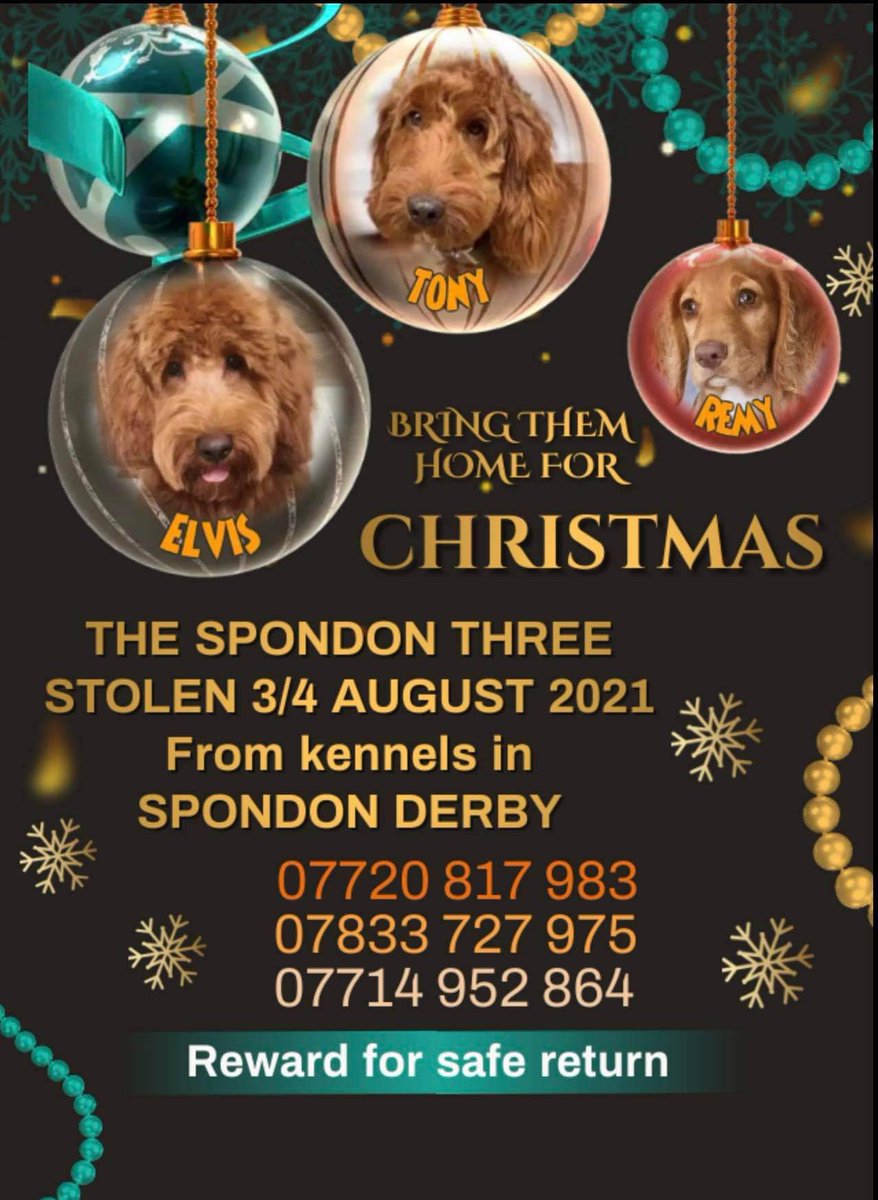 Harvey's Army (@harveysarmy1) on Twitter photo 💔💔💔💔💔💔💔
#bringthemback #Bringthemhome #TheSpondonThree #Stolen from Kennels in #Spondon #Derby Aug 21 😥 heartbroken children still ask daily where their friends are. PLS #RT <a href="/rickygervais/">Ricky Gervais</a> <a href="/alandavies1/">Alan Davies</a> <a href="/allthingsdog001/">Just All Things Dog</a> <a href="/CockapooComm/">Cockapoo Community</a> <a href="/SpanielAidUK/">Spaniel Aid</a> 💔💔💔💔💔💔💔
#bringthemback #Bringthemhome #TheSpondonThree #Stolen from Kennels in #Spondon #Derby Aug 21 😥 heartbroken children still ask daily where their friends are. PLS #RT <a href="/rickygervais/">Ricky Gervais</a> <a href="/alandavies1/">Alan Davies</a> <a href="/allthingsdog001/">Just All Things Dog</a> <a href="/CockapooComm/">Cockapoo Community</a> <a href="/SpanielAidUK/">Spaniel Aid</a>
