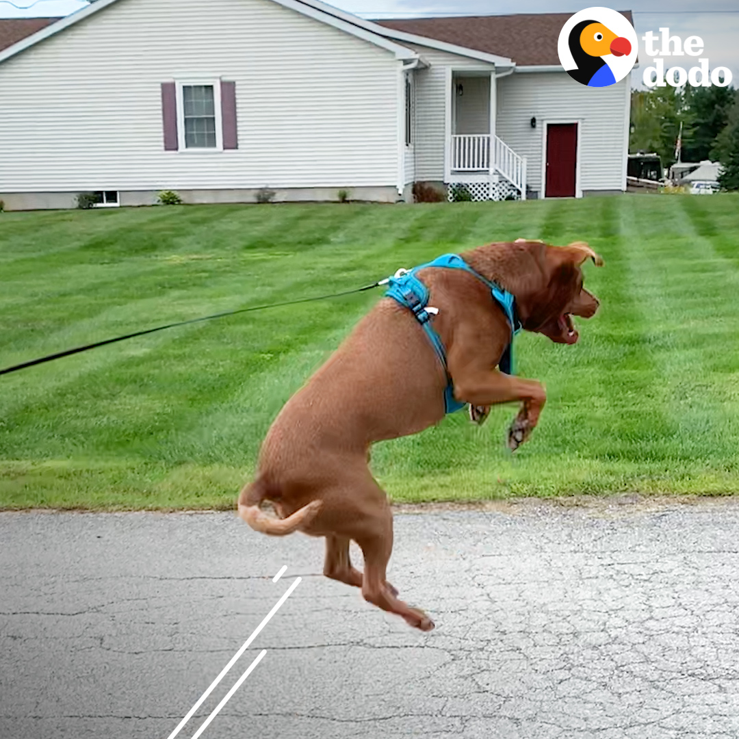 The Dodo on Twitter "Shelter dog can't stop jumping for joy ️ https