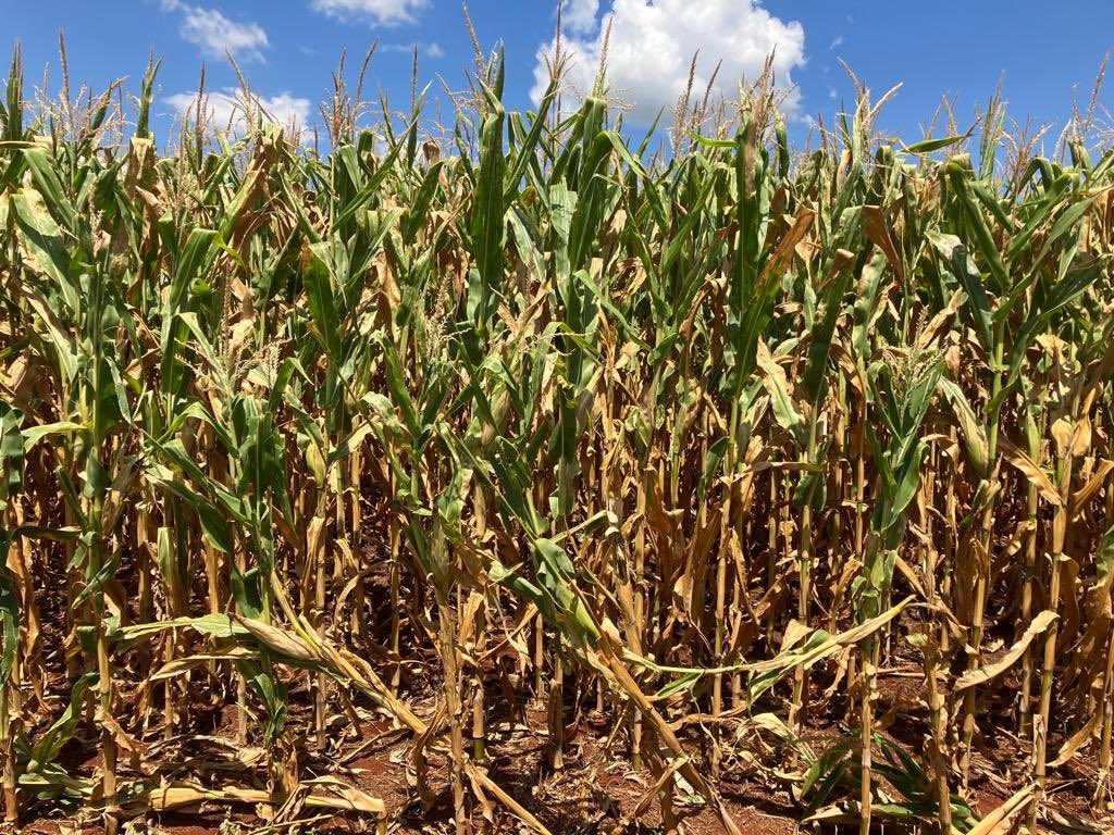 This was sent me from a contact in Rio Grande do Sul, Brazil. 7d Euro model calling for 1.2” to localized 3” where this photo was taken… #corn #Brazil 🌽
