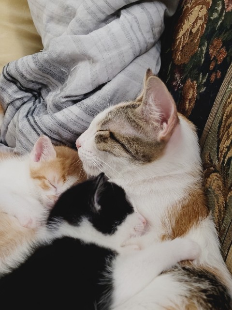 Going to adopt these two babies. The mama cat and the black and white one. They won't replace my Blackie, but will fill my heart with new love.
