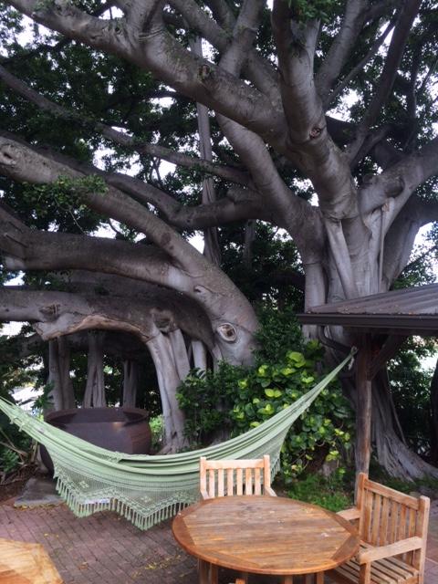 MahinaTreehouse's tweet photo. June 2016, 8 months before placing the first beam for the Mahina Treehouse. Beautiful tree indeed. https://t.co/lj6D6wC2q7