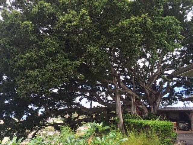 MahinaTreehouse's tweet photo. June 2016, 8 months before placing the first beam for the Mahina Treehouse. Beautiful tree indeed. https://t.co/lj6D6wC2q7