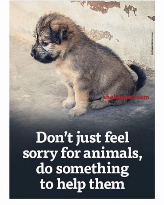 SupportPets's tweet photo. @cvjonardi_j @SandraK93322487 Hello dear Christine, you're welcome! #Animal lovers, and we all here, #Animalactivists are not heard by who can make the necessary and overdue changes to #Animalrights policies in this country!Over 10 Million innocent #dogs #cats #pets are MURDERED by #shelters ea year! #NONKILL https://t.co/mvB4YQekzb