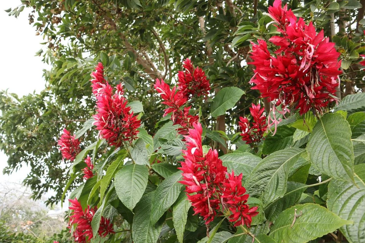 This is a glorious South American beauty with an unpronounceable name. Here in #Madeira it grows outdoors whereas in Ireland it suffered for many years in my greenhouse. Poor thing. But isn't it a beauty! And, now for the name... #Megaskepasma erythrochlamys. 🤣