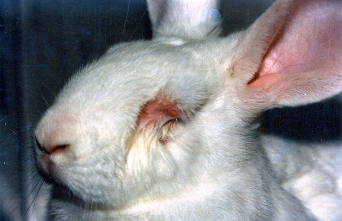 THIS is what animal testing really looks like. 
 
Never buy products that were tested on animals.