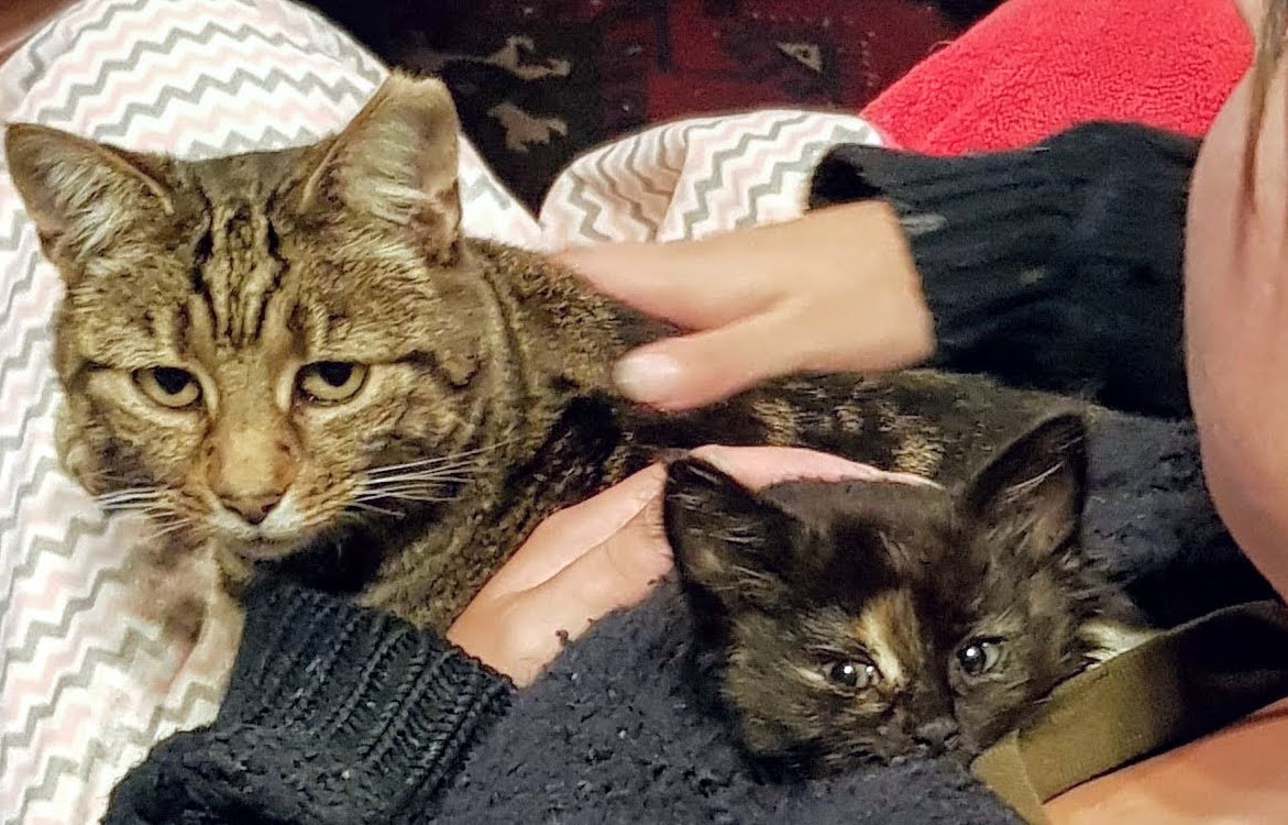 suesnafu's tweet photo. @bunsenbernerbmd Fifi the tabby and Callie the tortie both rescues. https://t.co/GkhVYyfonx