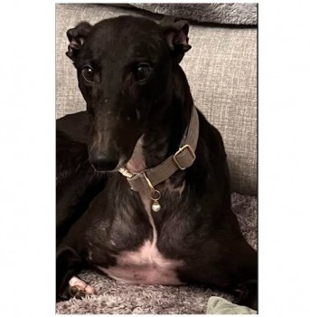 millypod1's tweet photo. Poppy has been found and is currently in the vets receiving treatment. Thanks for RT's🐕🐾
🆘1 DEC 2022 #Lost #ScanMe
Black /White Greyhound Female
Very scared #Rescue. DO NOT CHASE, CALL
Galloway Terrace #Shortroods #Paisley #Renfrewshire #Scotland #PA3 https://t.co/EN7TKLKvXy https://t.co/97Zi2y7AQc