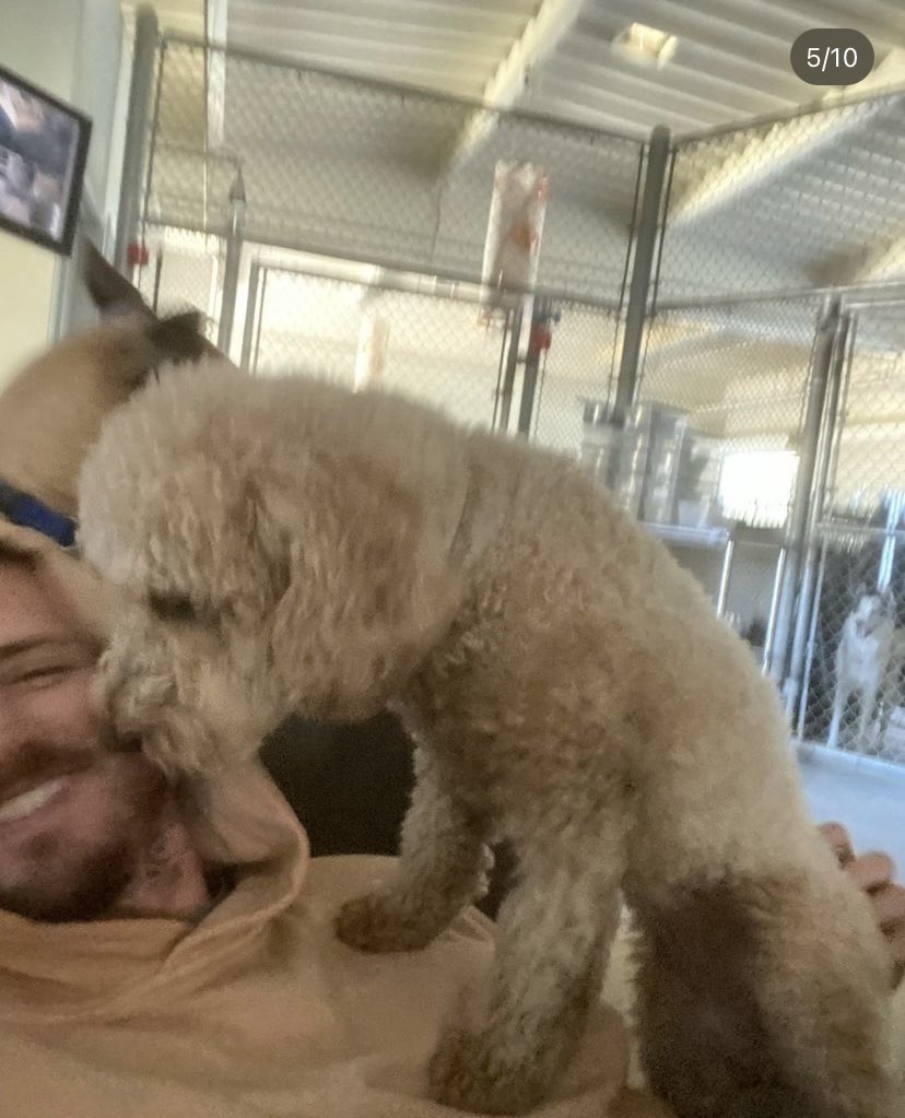 hannah_silvs's tweet photo. Every other dog at daycare vs Indy at daycare https://t.co/S0IG9s0fI4