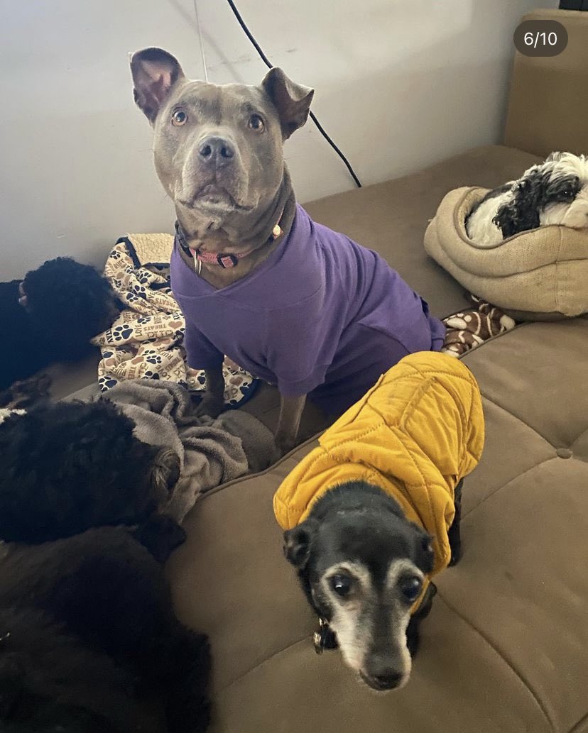 hannah_silvs's tweet photo. Every other dog at daycare vs Indy at daycare https://t.co/S0IG9s0fI4