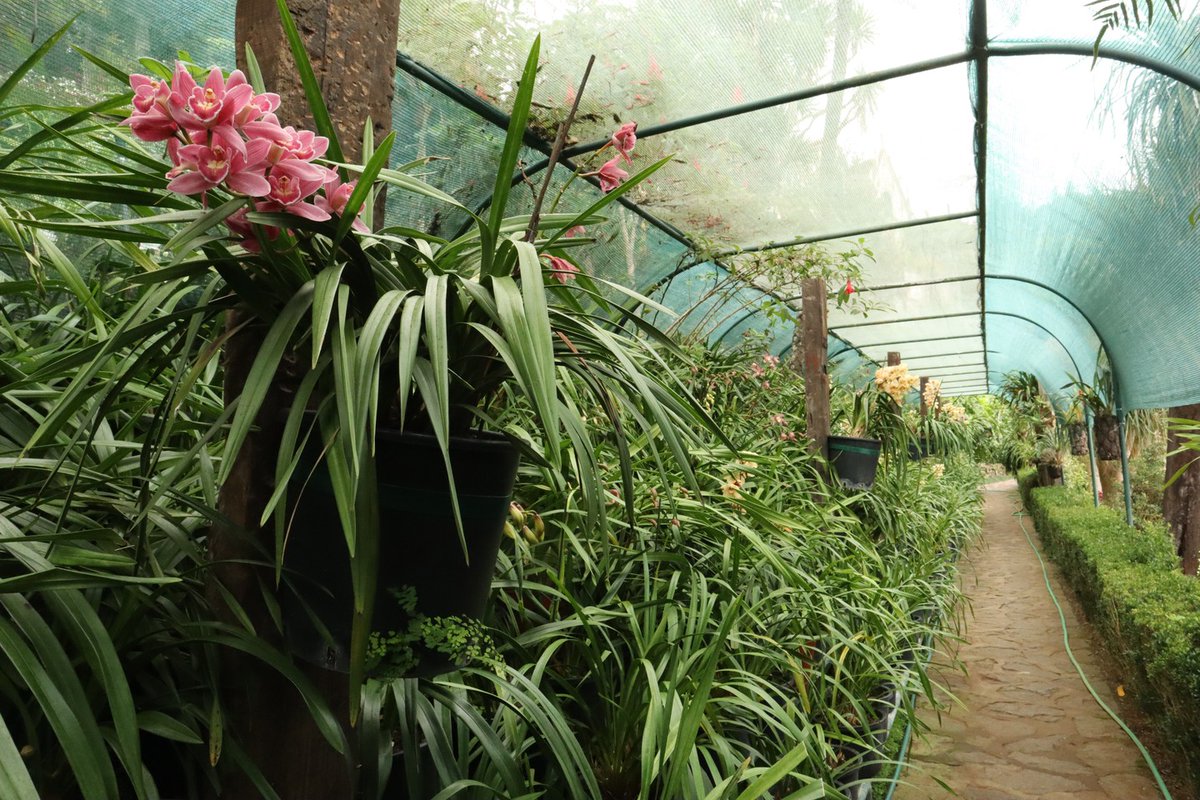 Oh to be able to grow #cymbidiums outdoors like this, under a simple shade cloth! Unfortunately it was a little early to catch most of them in bloom <a href="/MontePalace/">Monte Palace Madeira</a> #Madeira.
#orchids