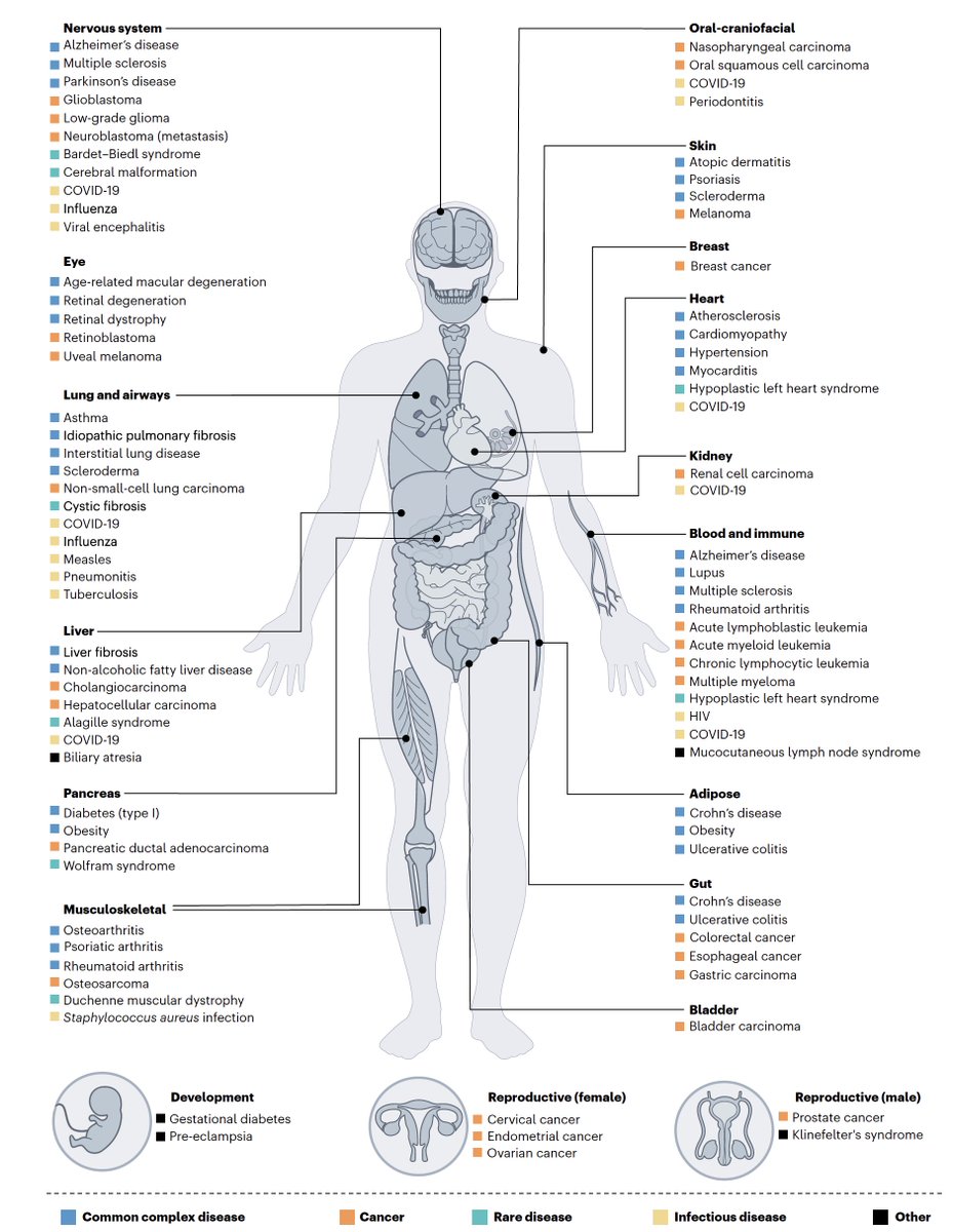 Eric Topol (@erictopol) on Twitter photo Why does having a human cell atlas, with single-cell and spatial definition, have such transformative potential in medicine?
nature.com/articles/s4159…
by <a href="/jennyErood/">Jenny Rood, Ph.D.</a> @AidMaart <a href="/teichlab/">Teichlab</a> <a href="/GraphicAnja/">Anna Hupalowska</a> Aviv Regev
<a href="/NatureMedicine/">Nature Medicine</a> Why does having a human cell atlas, with single-cell and spatial definition, have such transformative potential in medicine?
nature.com/articles/s4159…
by <a href="/jennyErood/">Jenny Rood, Ph.D.</a> @AidMaart <a href="/teichlab/">Teichlab</a> <a href="/GraphicAnja/">Anna Hupalowska</a> Aviv Regev
<a href="/NatureMedicine/">Nature Medicine</a>